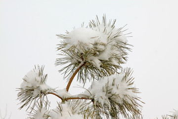 Cedar in the snow