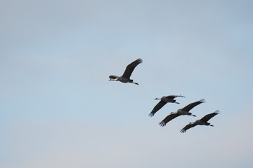 Flock of hooded cranes flying in Izumi city, Kagoshima prefecture, Japan.