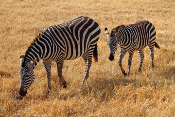Zebra and Foal