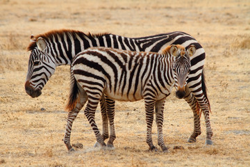 Fototapeta na wymiar Zebra Foal and Mother