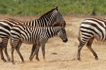 Fototapeta na wymiar Zebra Foal Walking with Herd