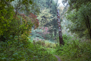 Birch stem in evening light along path through woods.