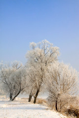 Rime natural landscape in north China
