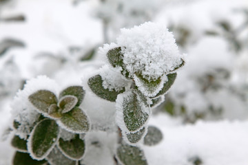 Chinese littleleaf box branches