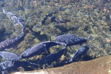 世界遺産・富士山の構成資産、忍野八海の榛の木池（人工池）