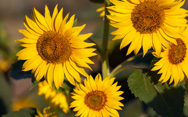 close-up yellow sunflowers