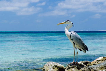 Gray Heron fishing on rocky beach at the sea