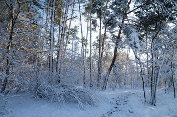 Winter snow forest. Snow lies on the branches of trees. Frosty snowy weather. Beautiful winter forest landscape.