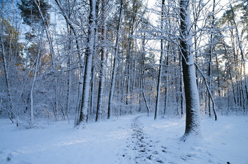 Winter snow forest. Snow lies on the branches of trees. Frosty snowy weather. Beautiful winter forest landscape.