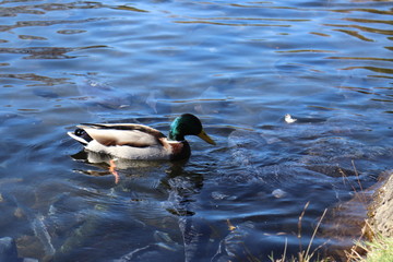 世界遺産・富士山の構成資産、忍野八海の榛の木池（人工池）