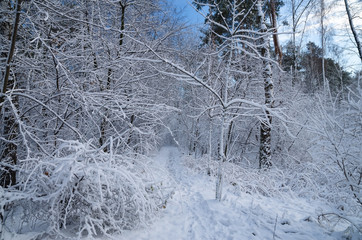 Winter snow forest. Snow lies on the branches of trees. Frosty snowy weather. Beautiful winter forest landscape.