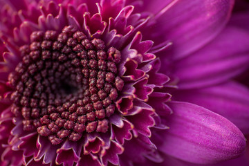 purple Chrysanthemum close-up