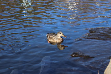 世界遺産・富士山の構成資産、忍野八海の榛の木池（人工池）