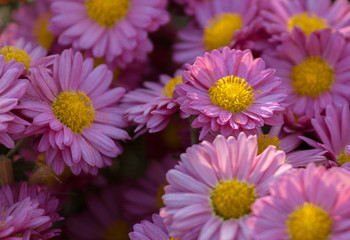 yellow & pink Chrysanthemum