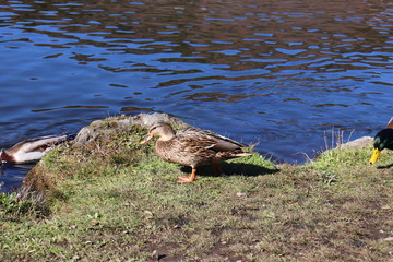 世界遺産・富士山の構成資産、忍野八海の榛の木池（人工池）
