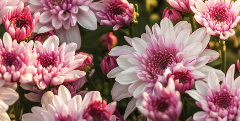 white & red Chrysanthemum