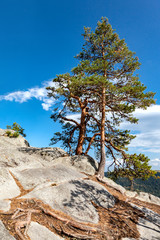 Pines on top of a rock