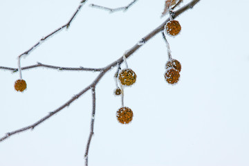 Fototapeta premium platane fruit in the frost and snow