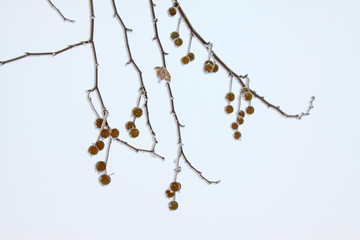 platane fruit in the frost and snow