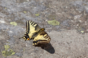 Fototapeta na wymiar Upperside of a butterfly Papilio Machaon on a picturesque stone