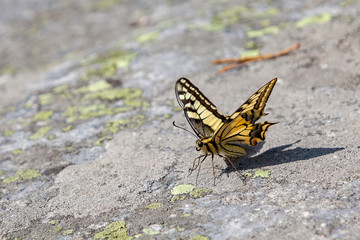 Underside of a butterfly Papilio Machaon on a picturesque stone