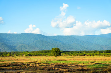 Scenic View Of  Tree in field with Mountain sky. Beautififul Landscape.