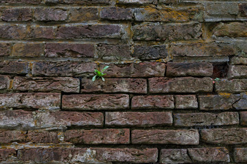 A green sprout on a red brick wall