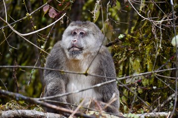 Male Tibetan Macaque monkey, Sichuan, China