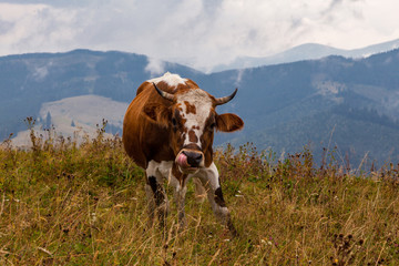 Fototapeta na wymiar Cow with tongue in its nose