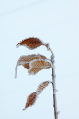 Obraz na płótnie Canvas Brown plant leaves in the frost and snow