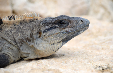 Gray Iguana
