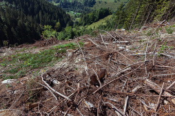 A damage of the environment hrough forestry exploitation