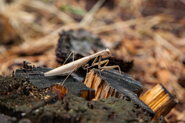 Brown praying mantis