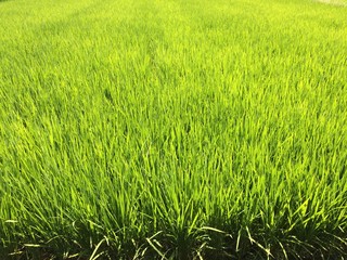 夏の稲
