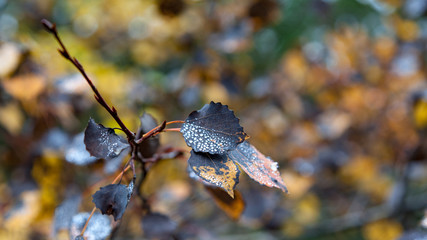 Dew drops on autumn leaves