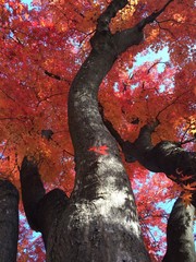 染め上がる紅葉の木