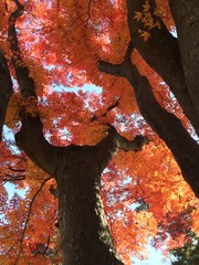 染め上がる紅葉の木