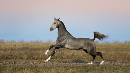 Plakat Beautiful grey horse running in summer field on blue sky background