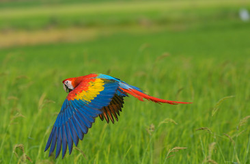 Beauty macaw flying freedom in rice field, Macaw bird, Beautiful Bird.