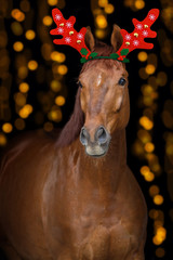 Chestnut horse portrait with christmas decoration on bokeh background