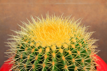 Cactus plants