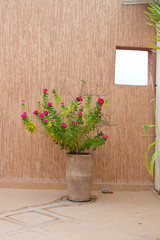 Pink Flower in a floor pot on a beige background by the window