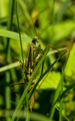 Mantis