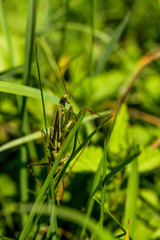 Mantis