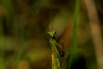 Mantis