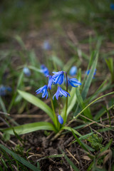 this Siberian squill, Scilla siberica, wood squill
