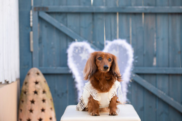 羽根とダックスフンド