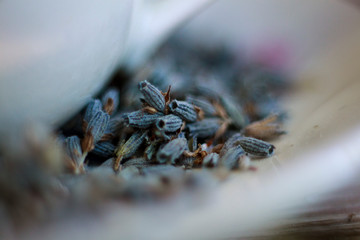 Macro of lavander