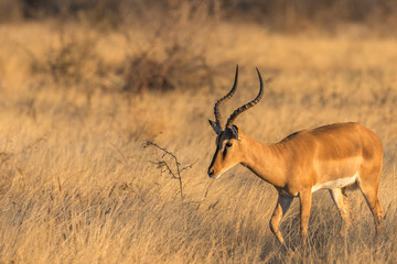 Naklejka na ściany i meble A male black-faced impala (Aepyceros melampus petersi) looking, Ongava Private Game Reserve ( neighbour of Etosha), Namibia.