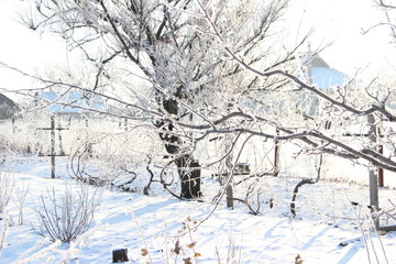 snow covered trees in park